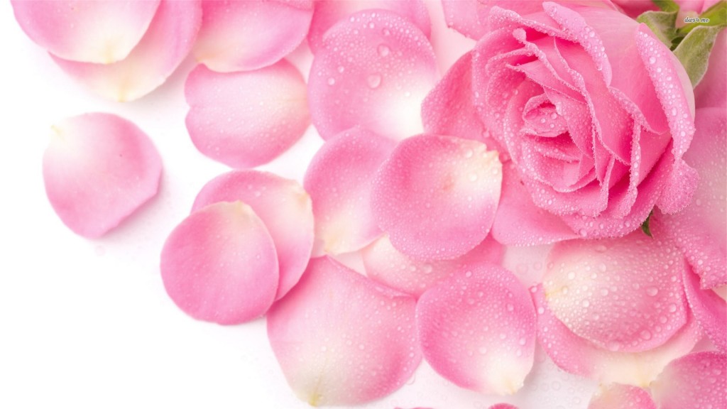 HD-Wallpapers-1080p-Pink-Rose-Petals-2